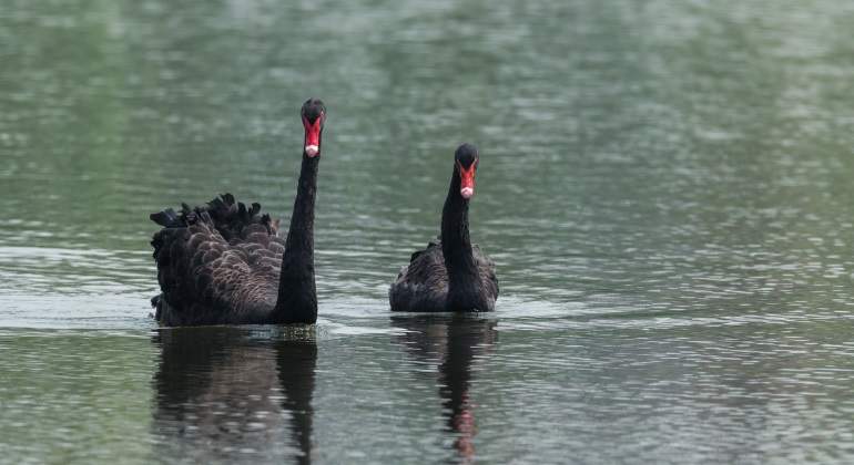 cisnes-negros-australia.jpg