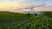 Agricultura flexibiliza la compra de maíz a Argentina y Brasil para poder alimentar al ganado