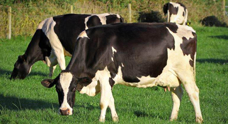 vaca-irlanda-770-dreamstime.jpg
