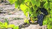 Las bodegas de Álava están a un paso de la independencia de Rioja