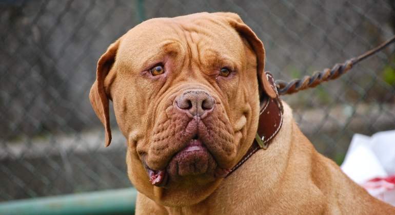 dogo-burdeos-dreamstime.jpg