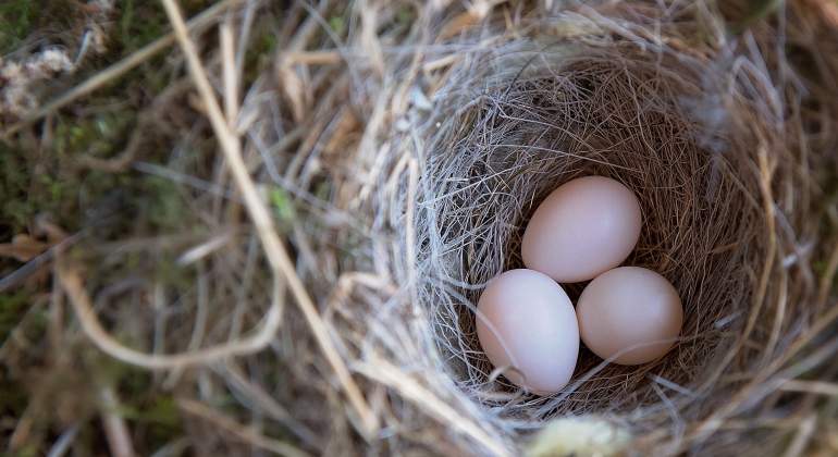 huevos-pajaro-pixabay.jpg
