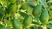 El lado oscuro del aguacate: su cultivo podría poner en riesgo la infraestructura hídrica de España
