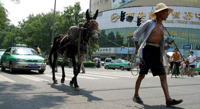 burro-xian-china.jpg