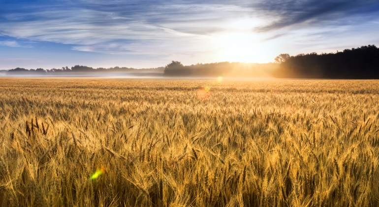 trigo-campo-dreamstime.jpg