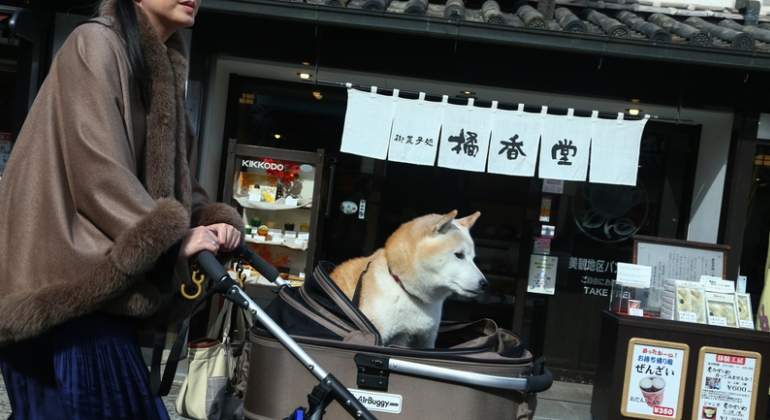 japon-perro-letrero-dreams.jpg
