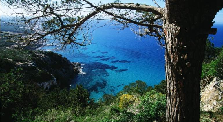 pinus-baleares.jpg