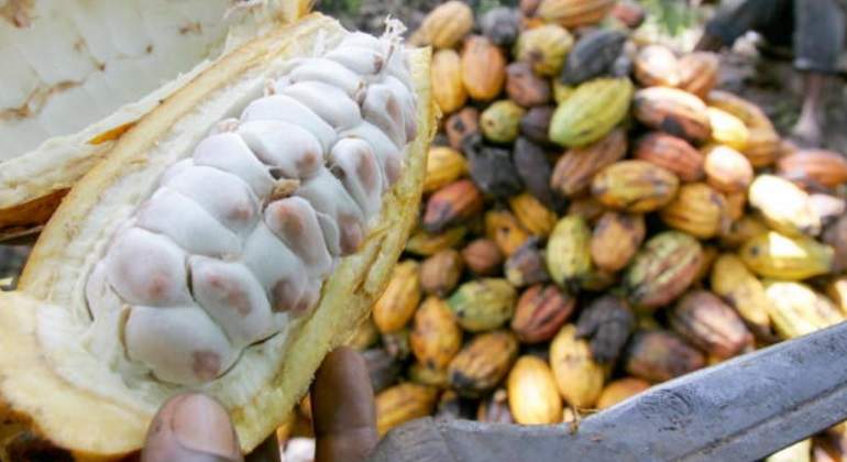cacao.jpg