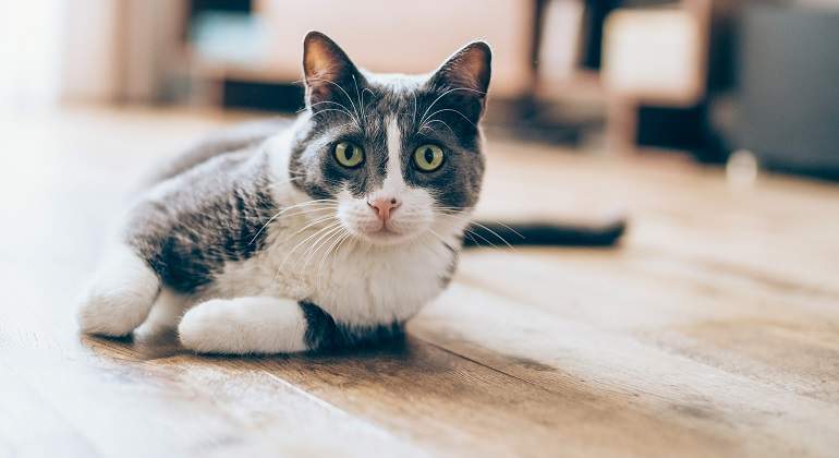 Gato-con-patas-blancas-en-el-suelo-iStock.jpg