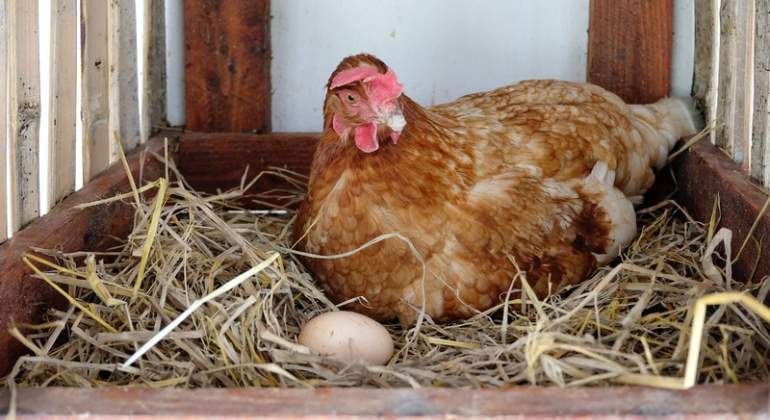 gallina-dreamstime.jpg