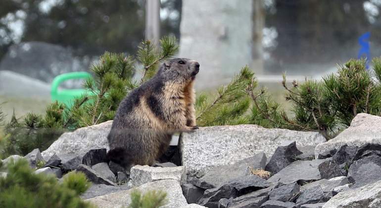 marmota-pestebubonica-china-efe.jpg