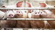 Alemania se juega la exportación de carne de cerdo en la contención de dos nuevos brotes de peste porcina