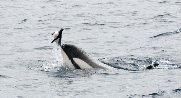 orca-caza-pinguino-sinc.jpg