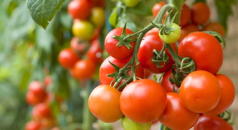 tomates-agrosol-770.jpg