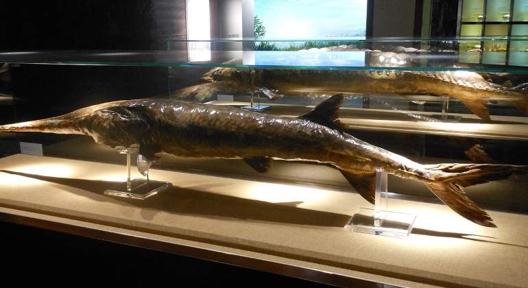 pez-espatula-chino-wikimedia-commons.jpg
