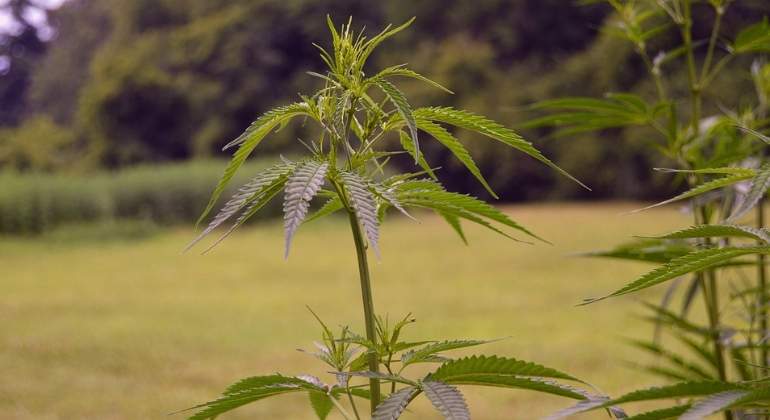 planta-marihuana-pixabay.jpg
