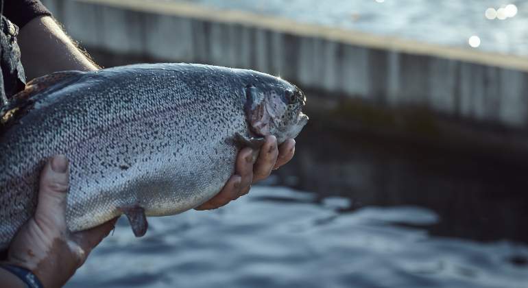 Pescado-acuicultura.jpg