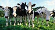 España consigue la autorización para exportar carne de vacuno a Japón