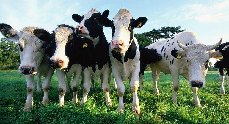 vacas-770-getty.jpg