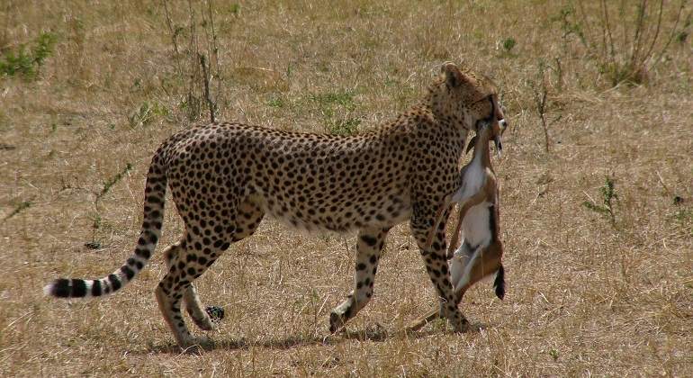 cheetah-2066793_1920.jpg