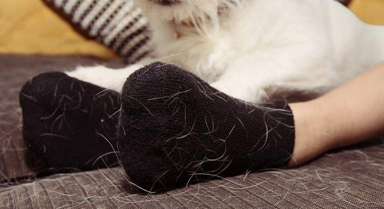 Sofa-y-calcetines-llenos-de-pelos-de-perro-iStock.jpg