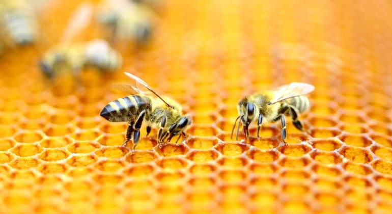 abejas-enjambre.jpg