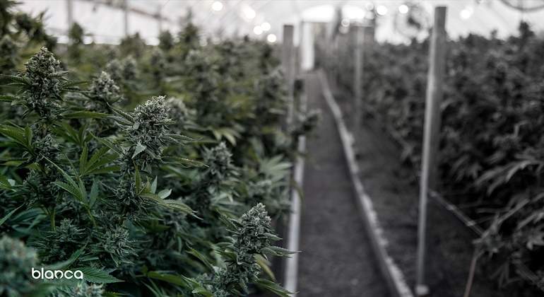 cannabis blanca