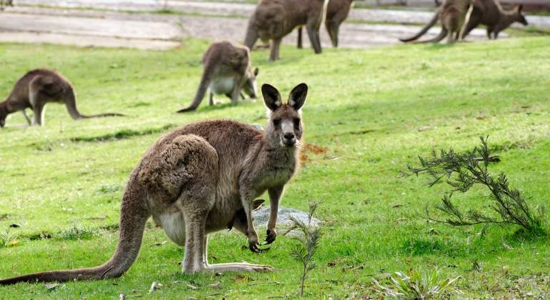 canguro-australia-dreamstime.jpg
