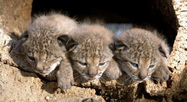 lince-iberico.jpg