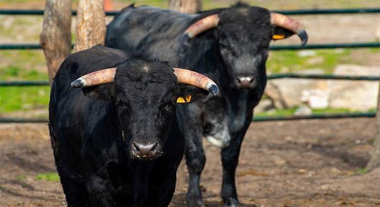 700x420_TOROS.jpg