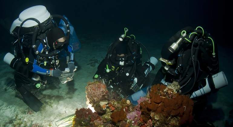 Los invertebrados marinos ofrecen principios anticancergenos