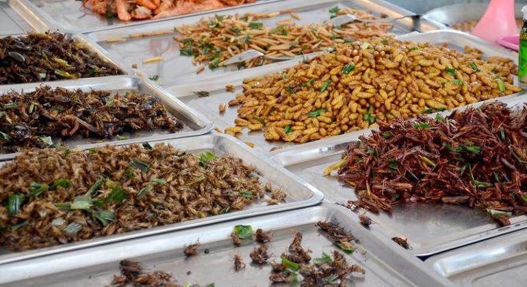 insectos-comida-bandejas-770-dreamstime.jpg