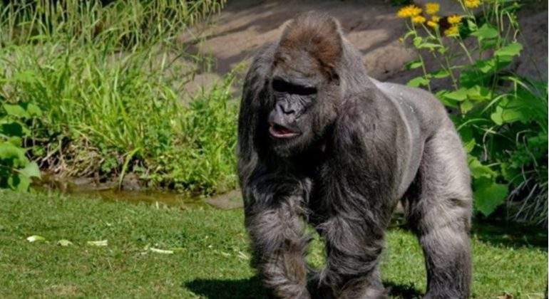 fritz-gorila.-mas-viejo-europa-zoo-munich-muerte-epress.jpg