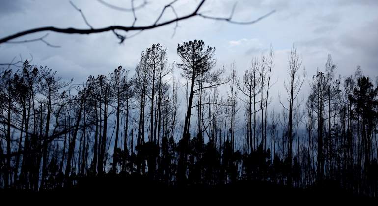 portugal-incendio-bosque-quemado-reuters.jpg