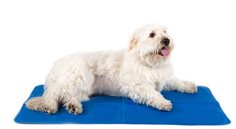770x420-perro-cojin-fresco-como-refrescar-mascotas.jpg