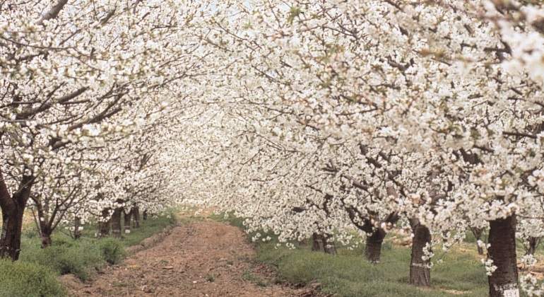 primavera-cerezo-flor.jpg