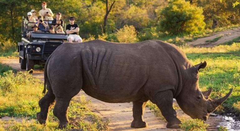 turismo-animal-africa-coronavirus.jpg