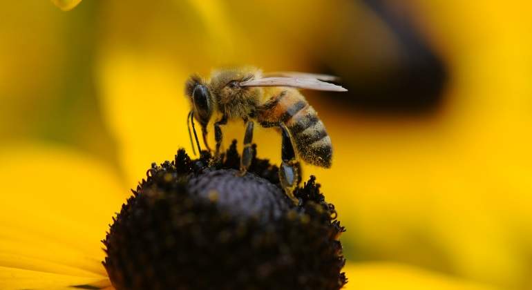abeja-pixabay.jpg