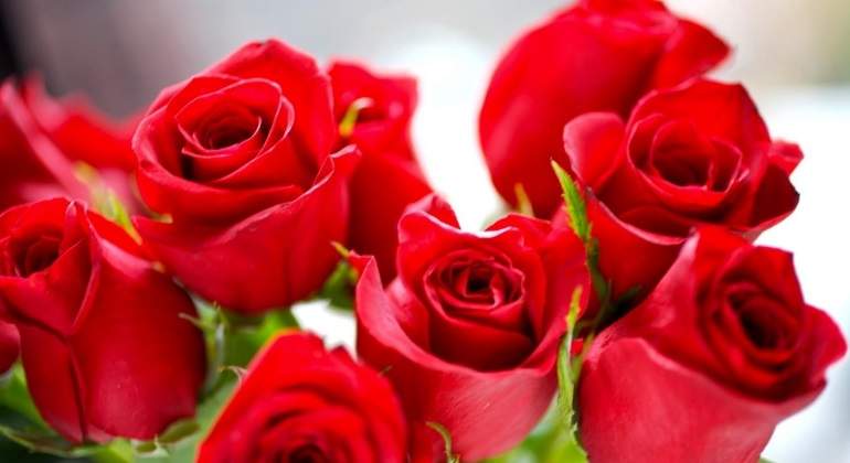 rosa-rojas.jpg
