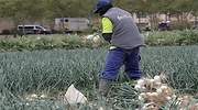Agricultura se moviliza y pide ayuda a Trabajo para llevar a 100.000 parados a trabajar en el campo