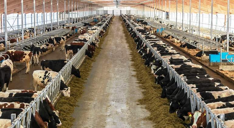 vacas-danone-granja-tyumen-rusia-bloomberg.jpg