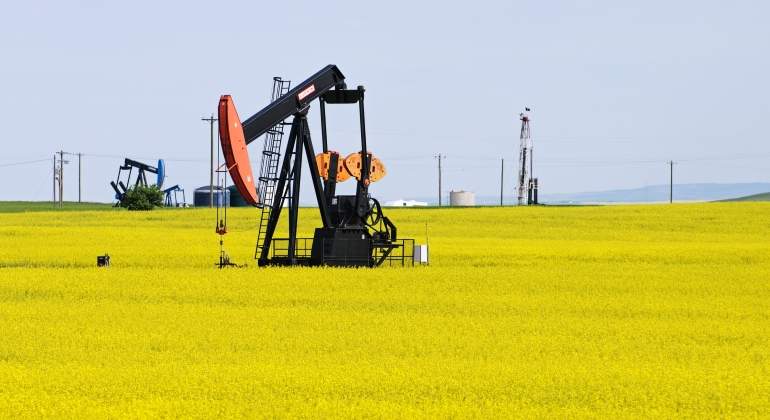 colza-petroleo-eeuu.jpg