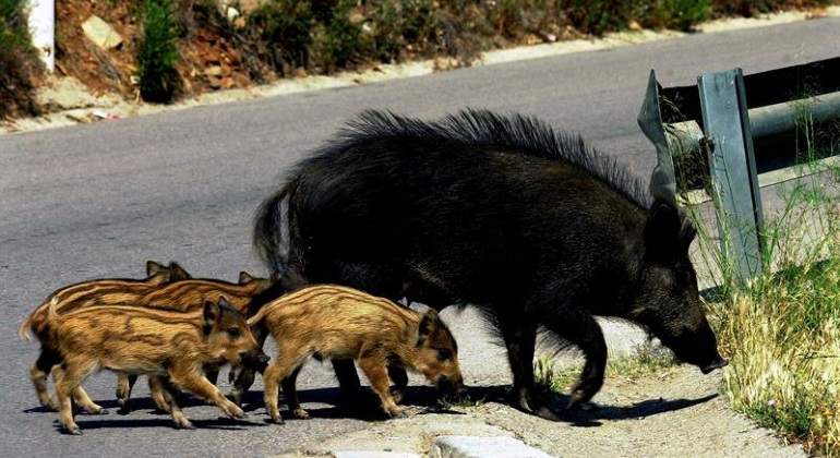 piara-jabalies.jpg