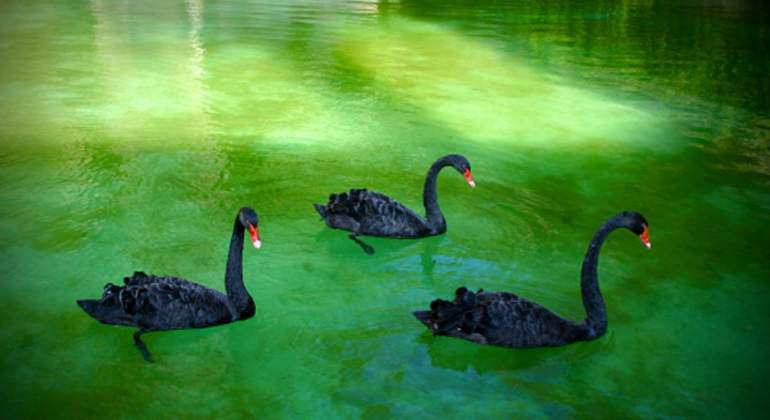 cisne-negro.jpg
