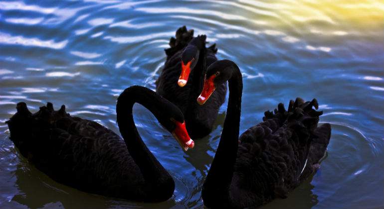 cisnes-negros-dreamstime.jpg