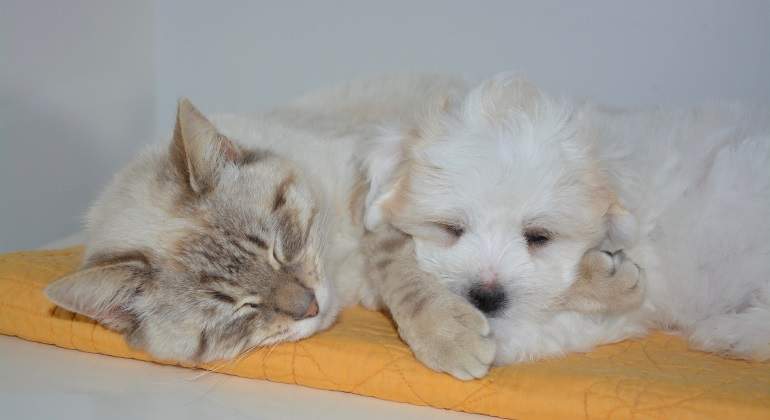 perro-gato-pixabay.jpg