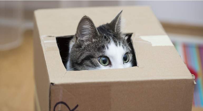 Un-gato-aparece-dentro-de-una-caja-iStock.jpg
