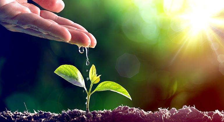 planta-regadio-agua-770.jpg