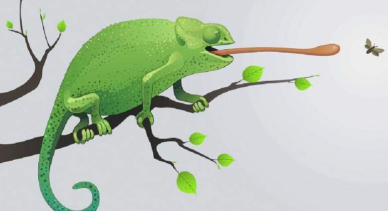 camaleon.jpg
