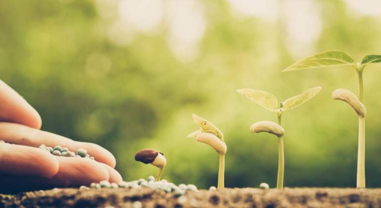 agricultura-semilla-planta-dreams.jpg